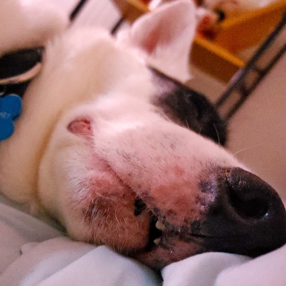 Meet your Posher, Amber - Picture 5 of 12